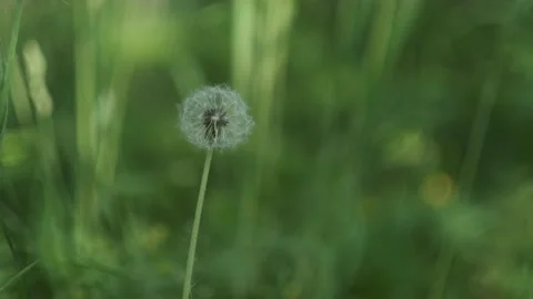 A dandelion Video stock 136179365