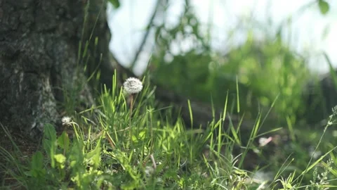 A dandelion Stock Footage 136179366