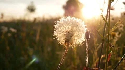 Dandelion Stock Footage 145090592