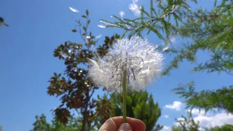 Dandelion Stock Footage 154353320