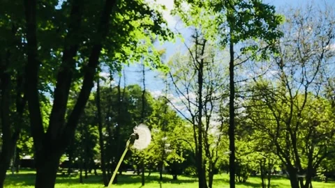 Dandelion Stock Footage 154959931