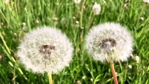 Dandelion Stock Footage 158429085