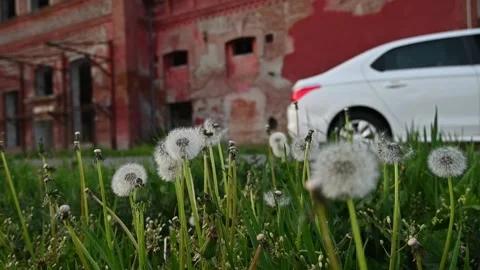 Dandelion Stock Footage 158629907