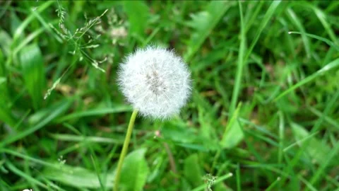 Dandelion Stock Footage 160006244