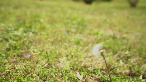 Dandelion Stock Footage 174931920