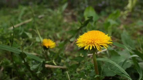 Dandelion 스톡 동영상 179366842