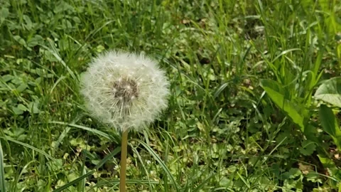 Dandelion Stock Footage 196595012