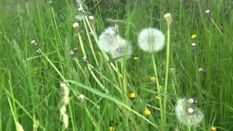 Dandelion Stock Footage 205175981