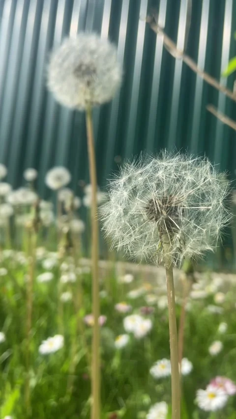 Dandelion. Stock Footage 246428464