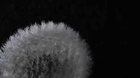 Dandelion Video stock 253552530