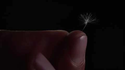 Dandelion 스톡 동영상 253552561