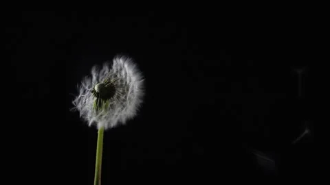 Dandelion 库存影片 253552618