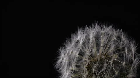 Dandelion 库存影片 253552644