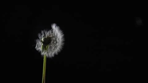 Dandelion 動画素材 253552675