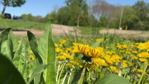 Dandelion Stock Footage 277275550