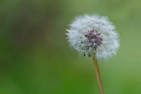 Dandelion in the foreground with the background out of focus in the country.. Stock Photos