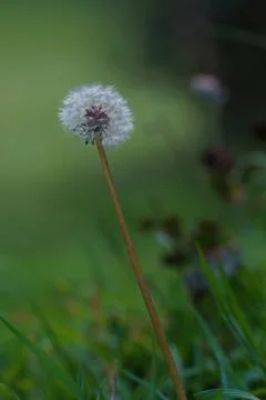 Dandelion in the foreground with the background out of focus in the country.. Stock Photos
