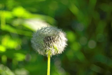 Dandelion in the forest in the evening Stock Photos