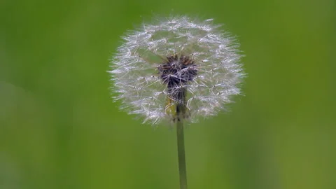 Dandelion forest germinated wild forest close-up Stock Footage 196244501