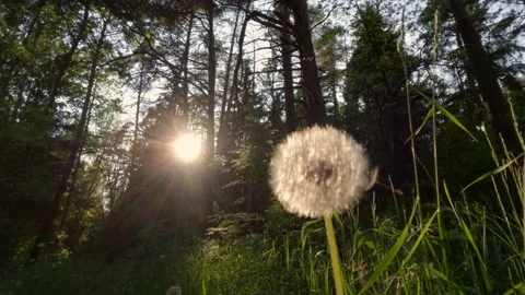 Dandelion in the forest at sunset Video stock 197023218