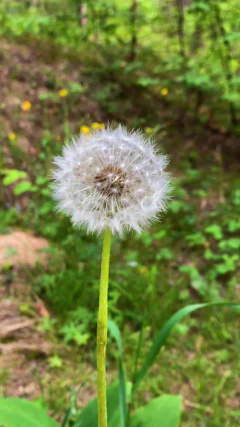 Dandelion in the forest. Vertical video Video stock 275956547