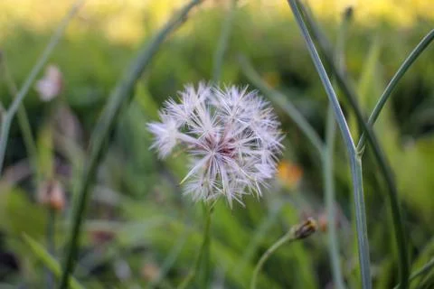 Dandelion found in a field Stock Photos