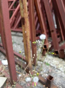 Dandelion in front of rusty bars on the scrap yard Stock Photos