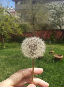 Dandelion in front of trees Stock Photos