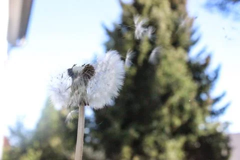 Dandelion in frontyard blowing in the wind. Stockfoto's