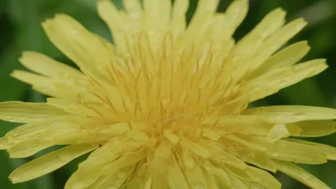 Dandelion in full bloom with dew Stock Footage 335811015