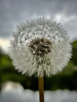 Dandelion full Stock-Fotos