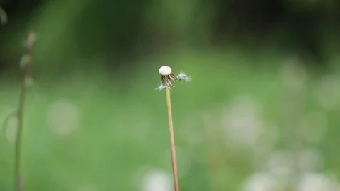 Dandelion fuzz in the wind Video stock 76573200