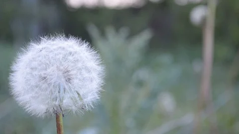 Dandelion in the garden close-up Stock Footage 108803956