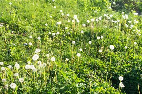Dandelion garden Stock Photos