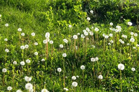 Dandelion garden Stock Photos