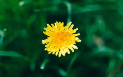 Dandelion In Garden Stock Photos