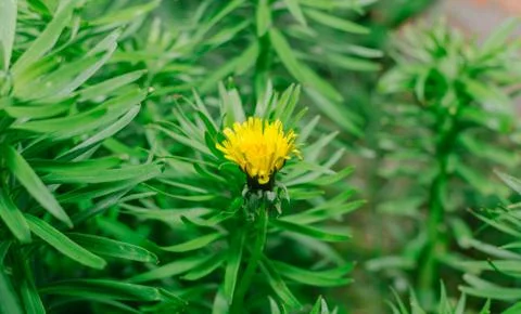 Dandelion In Garden Stock Photos