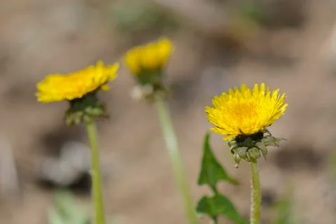 Dandelion in a garden Stock Photos