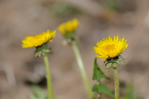 Dandelion in a garden Stock Photos