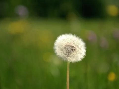Dandelion in garden Stock Photos
