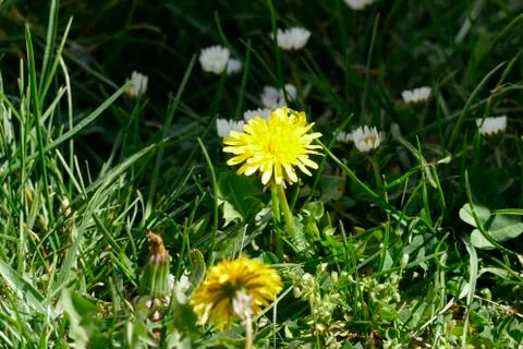 A dandelion in the garden Stock Photos