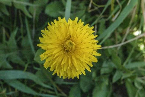 Dandelion in the garden at spring time Stock Photos