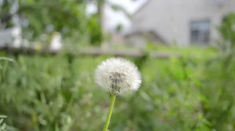 Dandelion in the glade Stock Footage 51054249