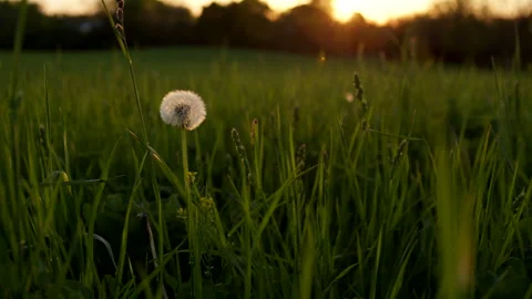 Dandelion In Glow of Sunset Slow Motion 4K Video stock 307221732