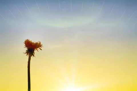 Dandelion glows in rays of sun Stock-Fotos
