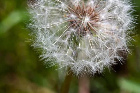 Dandelion gone to seed Stock Photos