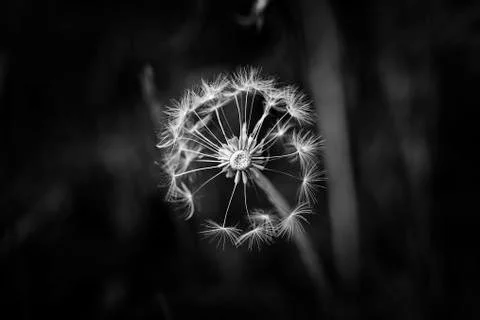 Dandelion Gone to Seed Foto stock