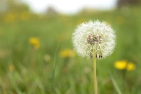 Dandelion Gone to Seed Stock Photos