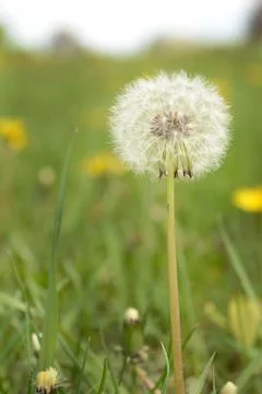 Dandelion Gone to Seed Stock Photos