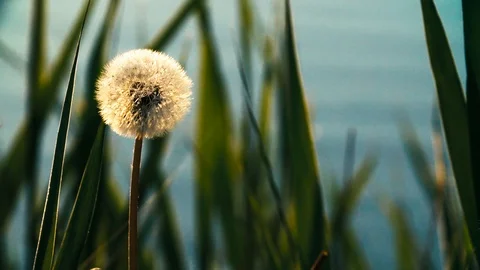 Dandelion on grass background, close-up. Vídeos de archivo 91964983